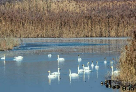 20年黄河之约，第一批越冬天鹅如期而至飞抵济南