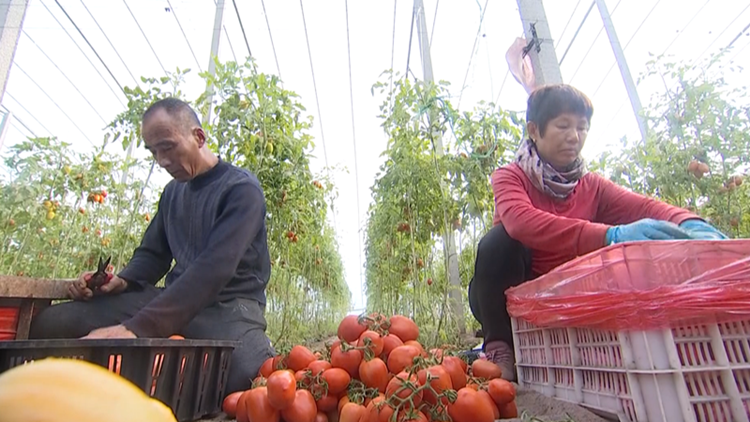博兴县：“中国优质西红柿之乡”万亩大棚西红柿飘红上市