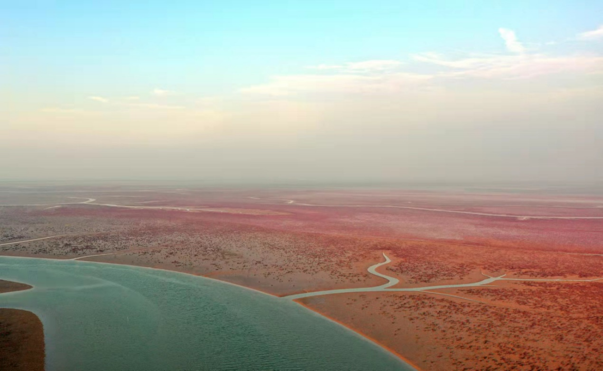 这就是山东·云上打卡最美海岸线丨东营莱州湾畔的一抹红