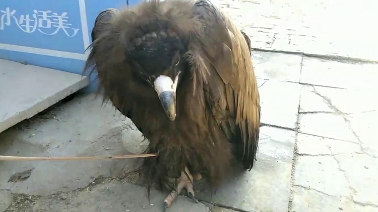 受伤“大鸟”落难到聊城一村子里，竟是国家一级保护动物秃鹫