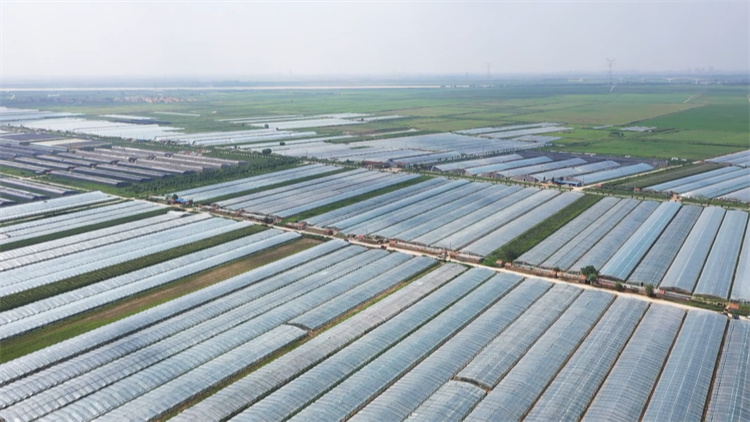 东营：五千亩“临河蜜”甜瓜种植基地 忙碌中开启致富新征程