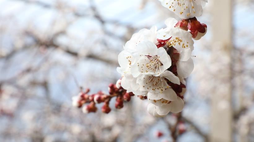 無(wú)棣：杏花朵朵壓枝頭 令游客目不暇接