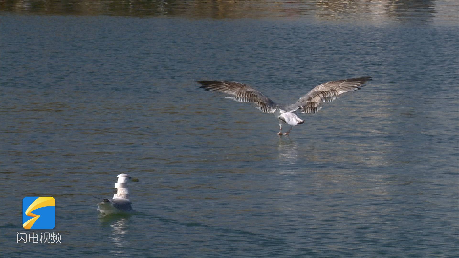 大明湖开通新航线 快来赏湖光山色观水鸟海鸥