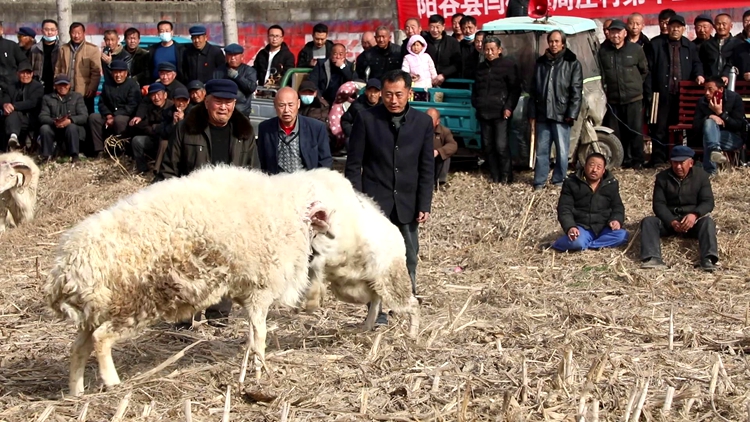 二月二，聊城这里举办了场民间“斗羊”大赛，百羊竞技，热闹又激烈
