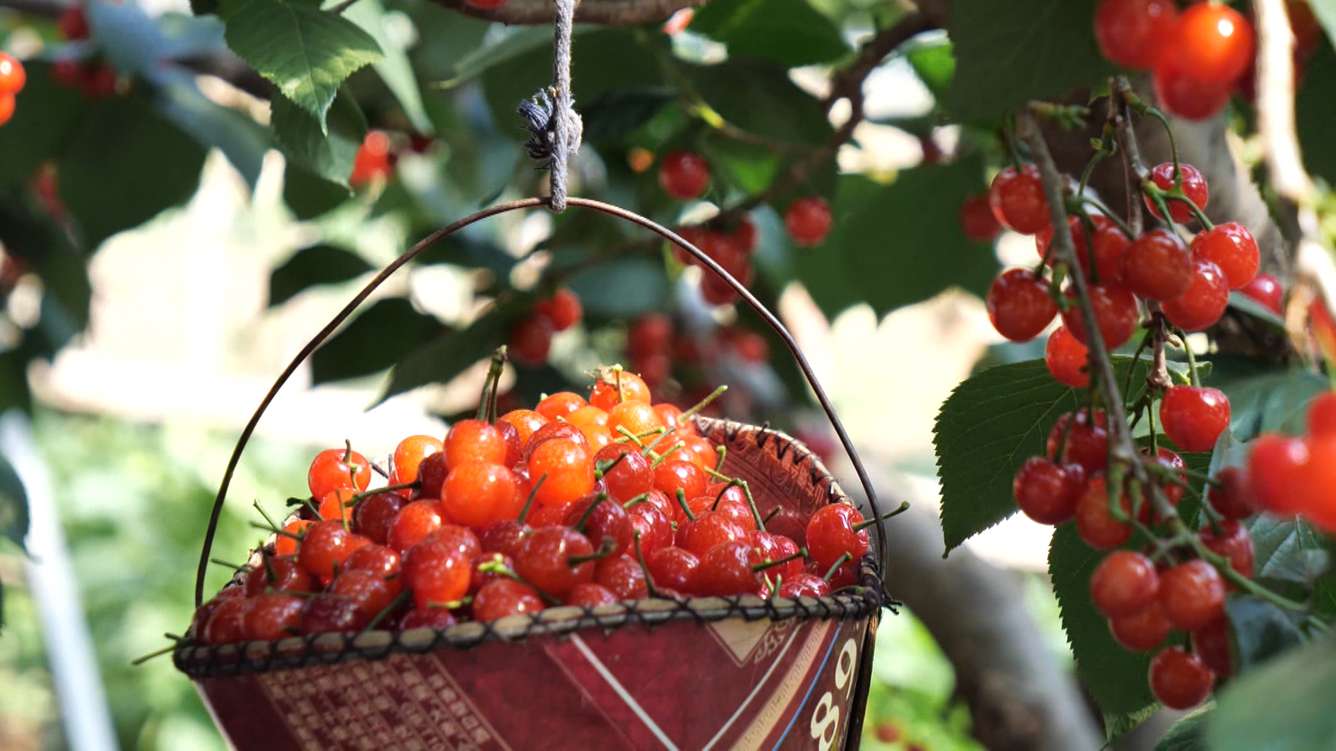 如约而至江北春果第一枝枣庄山亭火樱桃悄然红了