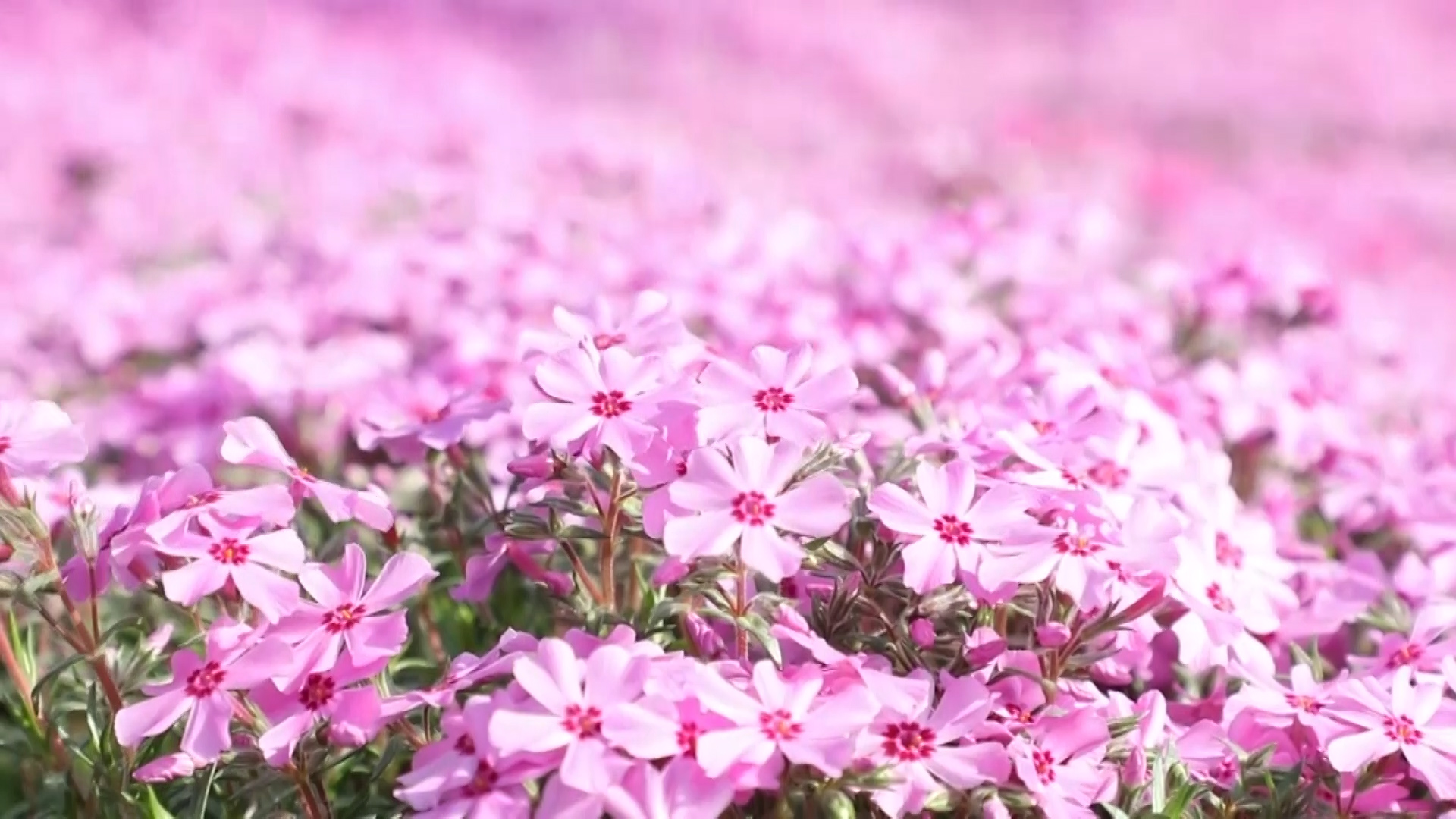 粉色花海浪漫满分枣庄山亭芝樱花悄然绽放