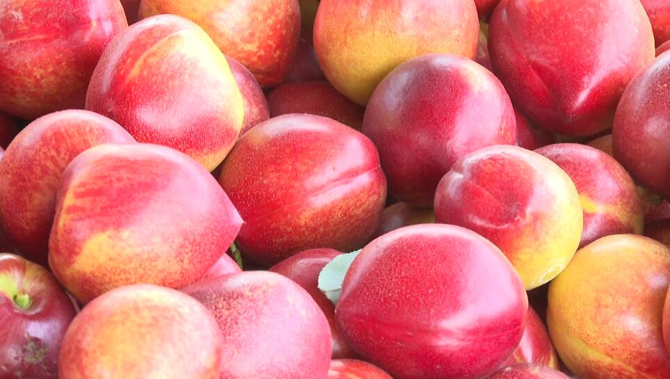 莒县果庄镇小油桃长成富民大产业