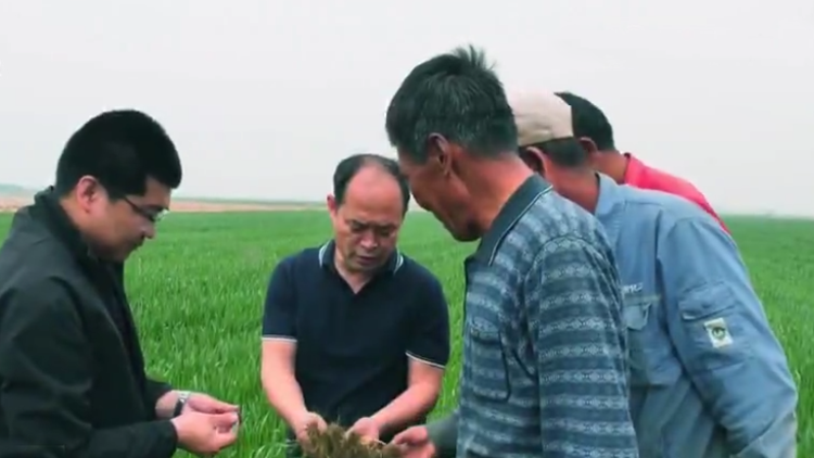 东营市利津县4.4万亩黄河滩区小麦实现统防统治