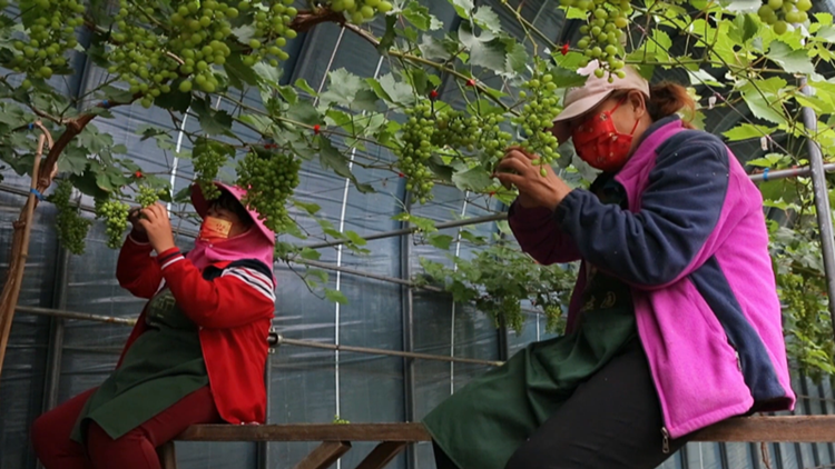鄒平：最是春耕好時節 葡萄園里管護忙