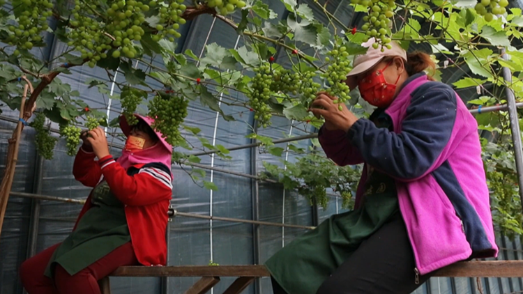 邹平：最是春耕好时节 葡萄园里管护忙