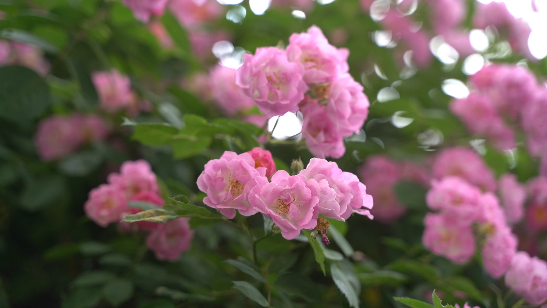 蔷薇花墙上线！ 快来枣庄市中区街头偶遇春天最后的浪漫