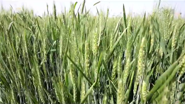 广饶县“一喷三防”作业 确保小麦增产提质