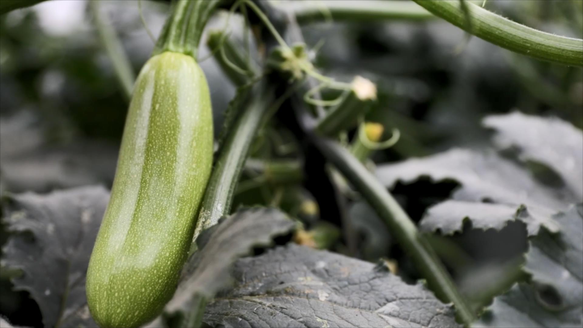 茌平:西葫芦种成"金葫芦" 打工人返乡助农增收_聊城民生_聊城_齐鲁网