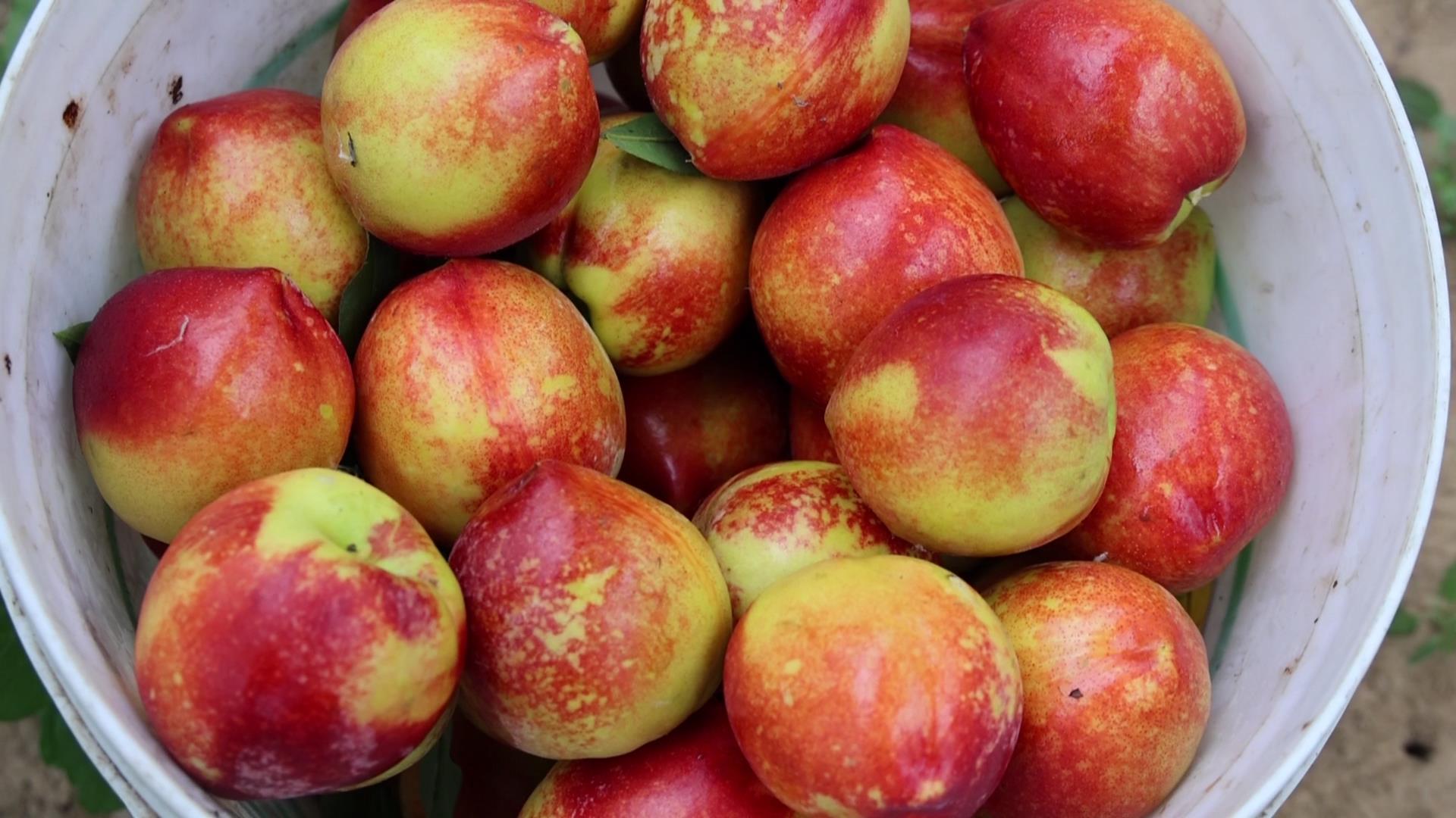 武城:五月瓜果飘香,龙峰桃挂满枝头甜度达14.8度