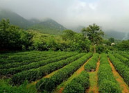泰安岱岳区精心创制种业“芯片” 助力粮食丰产
