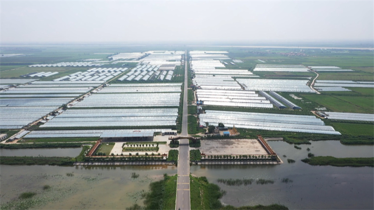 利津：发展黄河滩区特色农业 助力乡村振兴