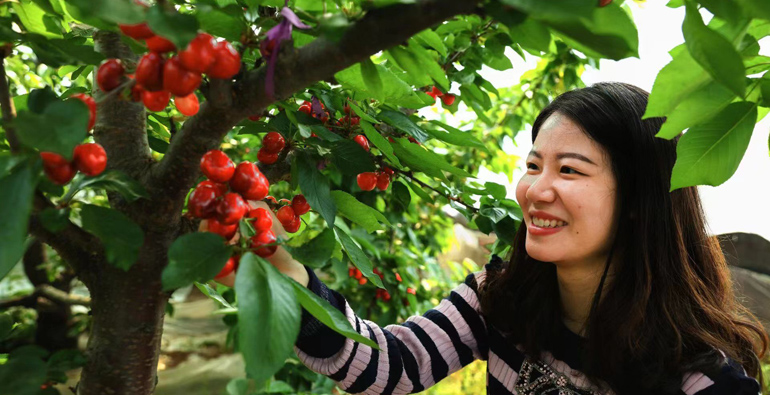 临朐山旺大樱桃集中上市，年收入超10亿元