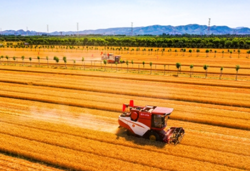 麦浪滚滚！济南市329.8万亩小麦丰收在即