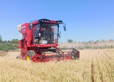 临朐：盘活“荒地”建粮仓，小麦增种8322亩