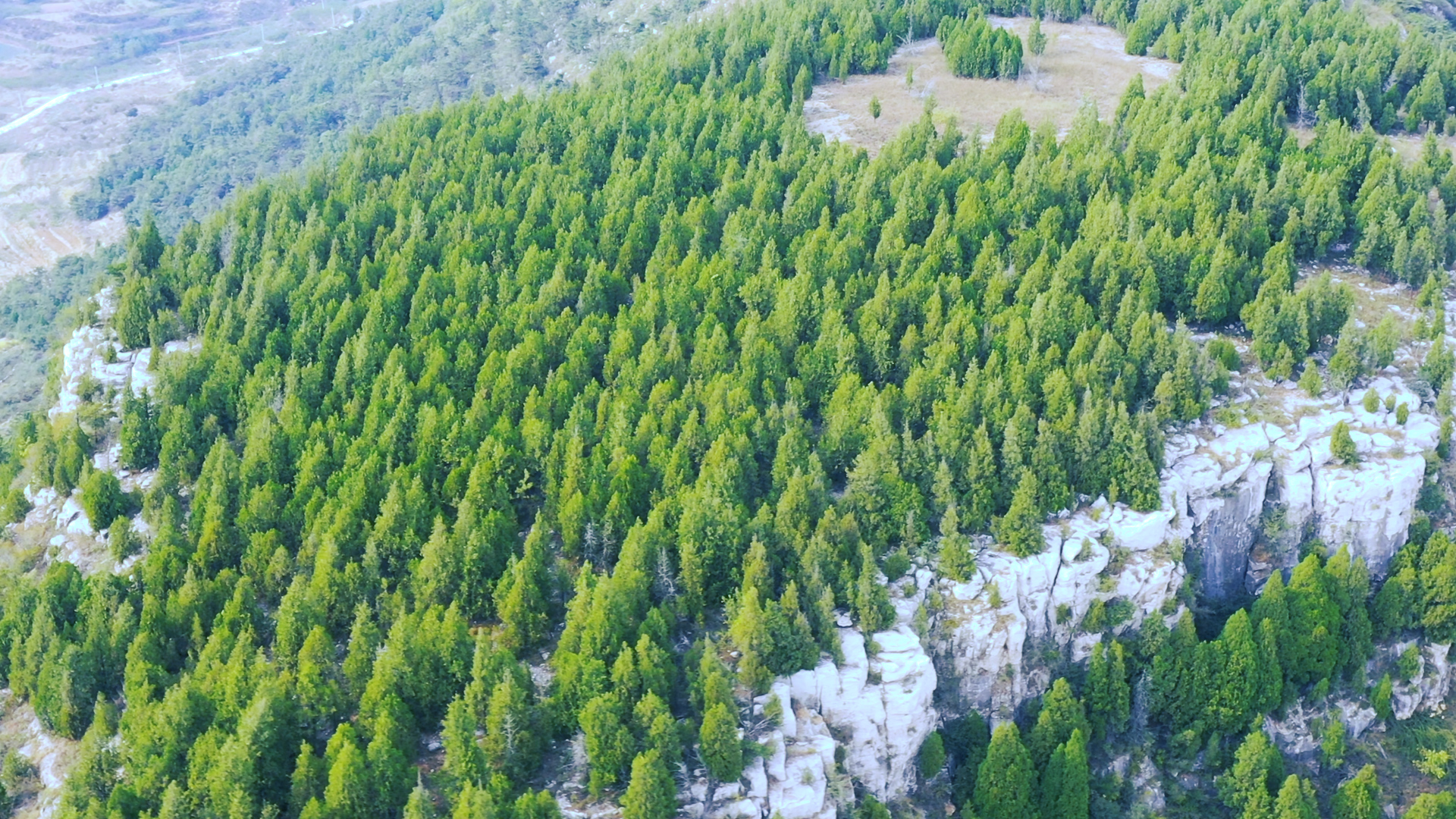 航拍枣庄山亭万亩黑松林满目青翠风景如画