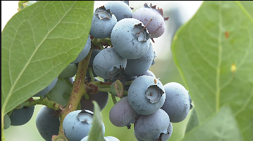 临沭：15000亩蓝莓喜迎丰收！