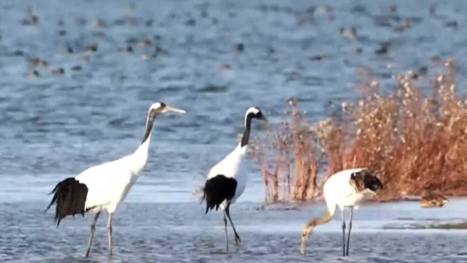黄河入海口的360种声音：百鸟争鸣 奏响生态乐章