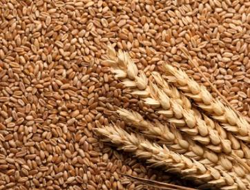 截至18日，德州小麦已收九成多 夏玉米播种近九成