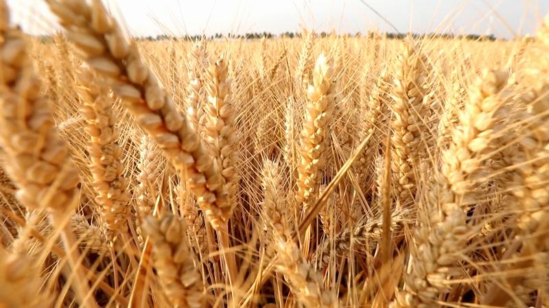 832.15公斤！德州市陵城区小麦单产创历史新高
