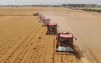 济宁小麦已收获526.82万亩 夏种有序推进