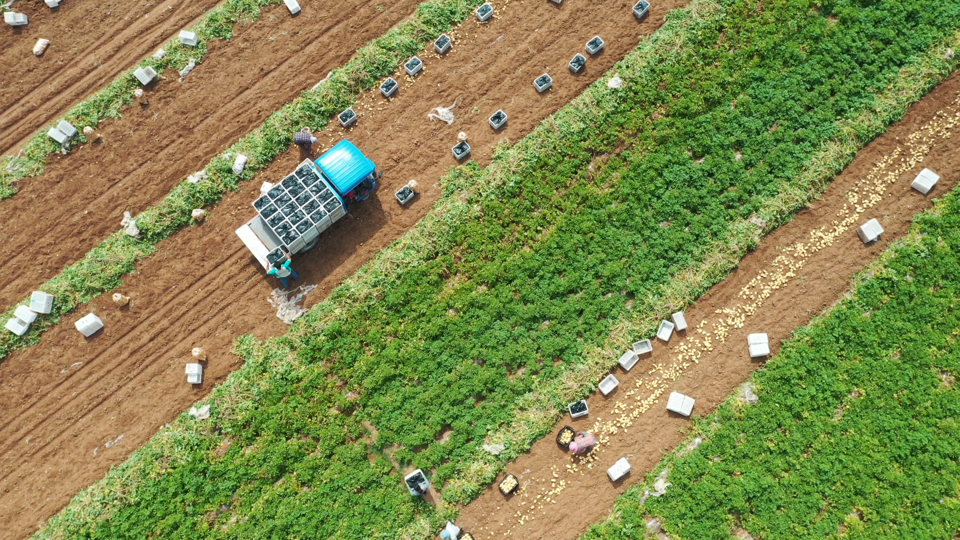 农民喜获“金豆豆”！枣庄山亭3万亩马铃薯迎丰收