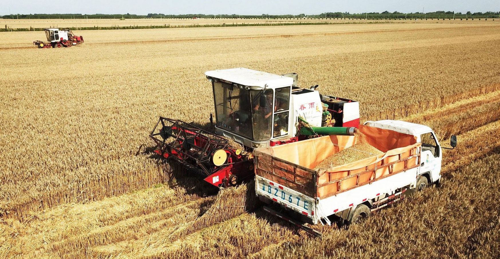 澳门金沙平台全市344万亩小麦完成收获