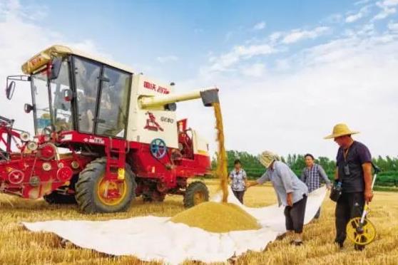 聊城麦收已全部结束 小麦收获面积627.5万亩 