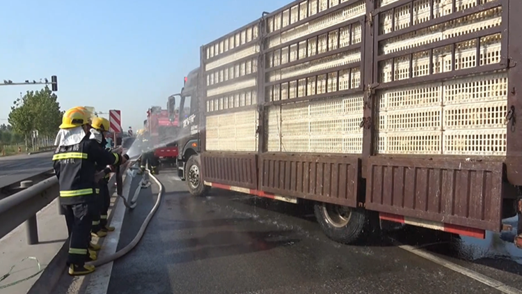 滨州：运鸡货车途中故障 消防人员为鸡群送水降温