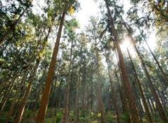 山东省首个贷款期限31年的国家储备林项目通过评审