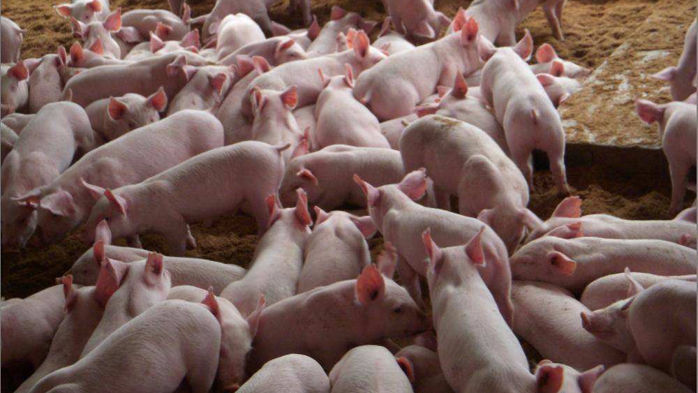 生猪养殖与销售回暖 肉价不具备大幅上涨的基础条件