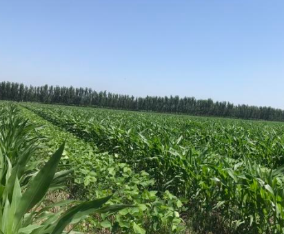 邹平市完成大豆玉米带状复合种植3万亩