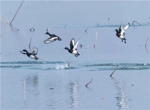 生态好，候鸟变留鸟！极危物种青头潜鸭在东平湖 “安家落户”