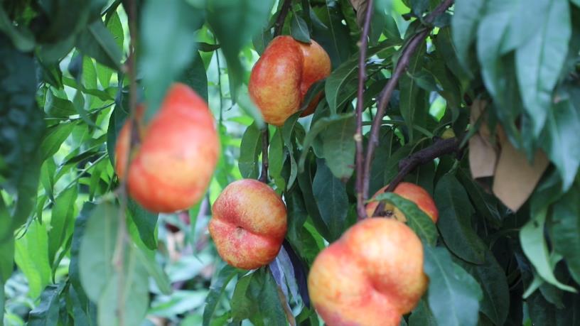滨州沾化：种下“甜蜜蟠桃” 收获“致富果实”