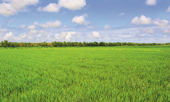好品山东丨盐碱地上培育出高营养水稻