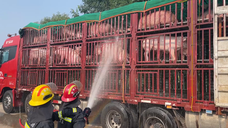 滨州：猪群高温中暑 消防“降水”解救
