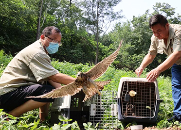 济南：21只国家二级救助野生鸟类放飞成功回归大自然