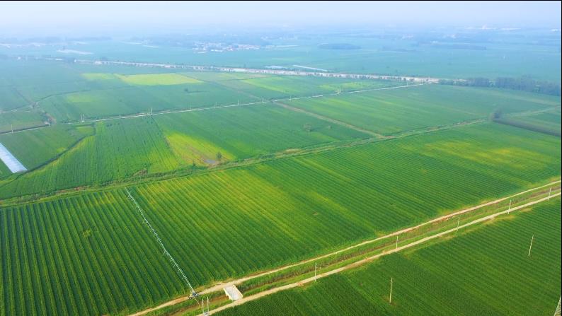走在前 开新局｜90后新农人王伟：1000亩农田种出了“科技范儿”