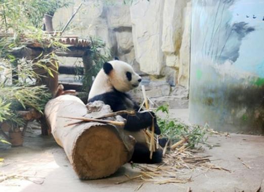 吃得好睡得香温度舒适   大熊猫在济好幸福  