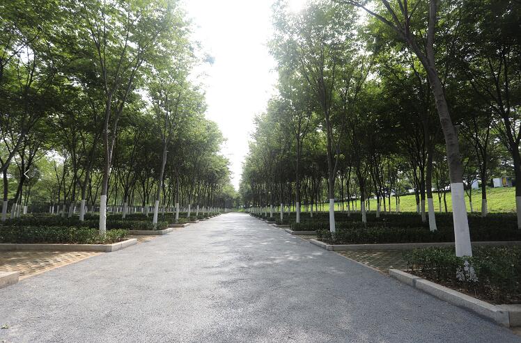 临沂：中心城区46处新建口袋公园向市民开放