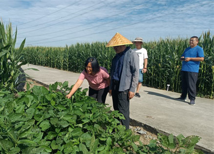 技术送到地头 生产问题不愁 泰安市农科院杂粮团队专家指导多地大豆玉米带状复合种植