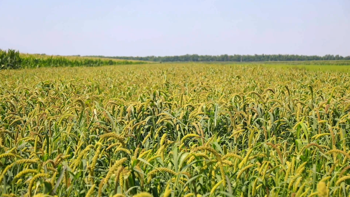 昌邑秋风拂田岗碱地小米香