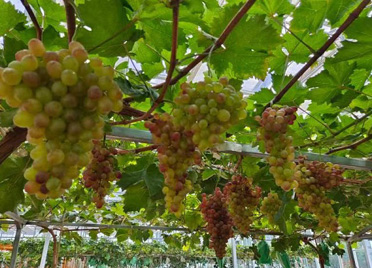 临朐：科技示范引领葡萄产业发展