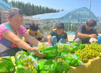乡村要振兴，产业来支撑！乐陵市黄夹镇的葡萄种植大棚迎来丰收