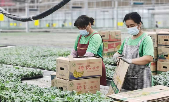 广饶县：发展蔬菜产业 促进群众增收