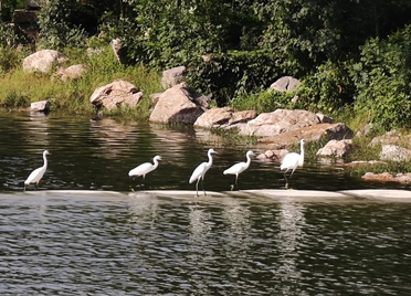 水清岸绿白鹭飞，看虞河里它们优雅漫步